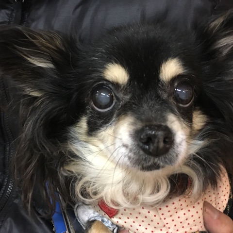 卒業犬🐶パート３